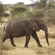 Illustration for article titled An Elephant Researcher Mourns An Elephant Lost to Poachers